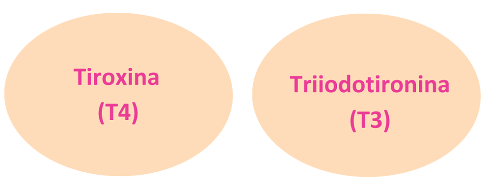 Tiroxina (T4) Triiodotironina (T3)